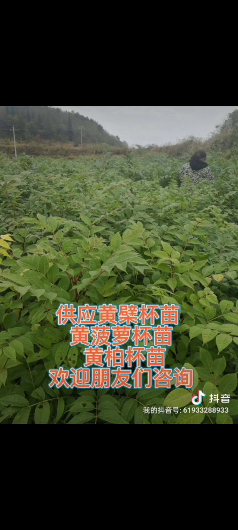 黄檗安阳大量供应