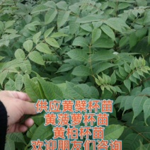 黄檗安阳大量供应