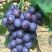 大泽山葡萄大量上市，色正，味甜，糖分足！