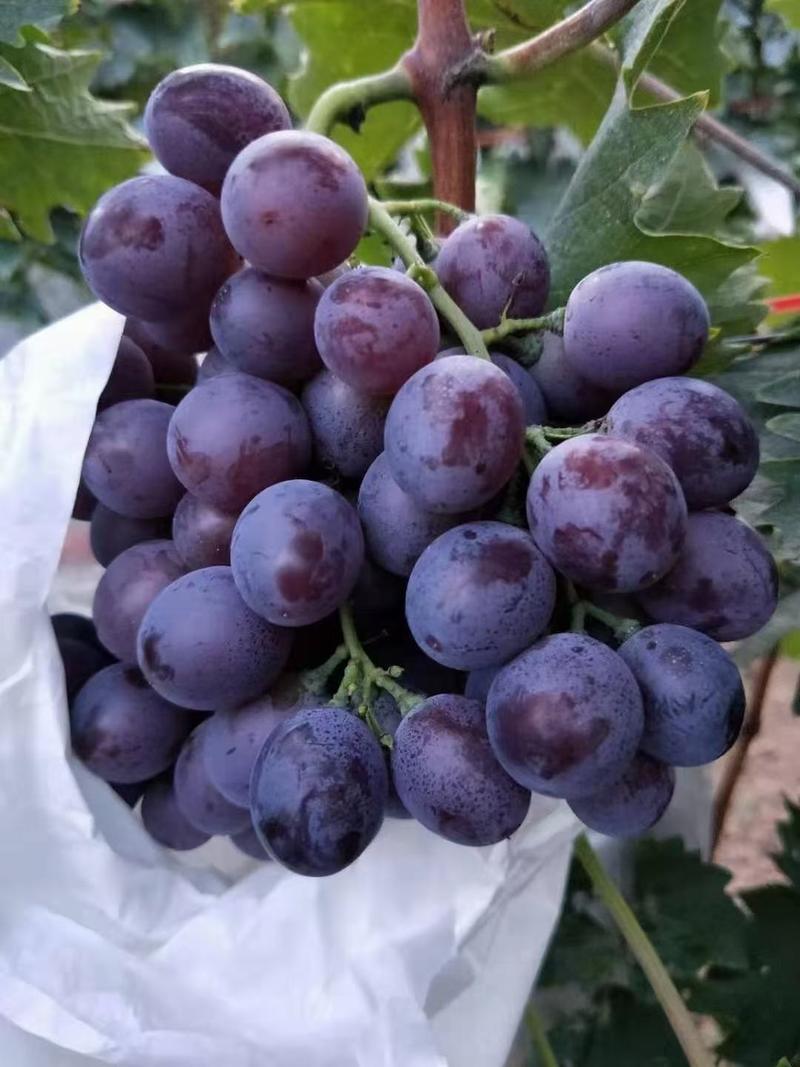 大泽山葡萄大量上市，色正，味甜，糖分足！