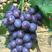 大泽山葡萄大量上市，色正，味甜，糖分足！