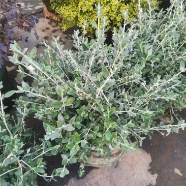 水果兰花境植物四季常青银色盆栽耐寒耐热耐修剪室内庭院