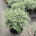 水果兰花境植物四季常青银色盆栽耐寒耐热耐修剪室内庭院