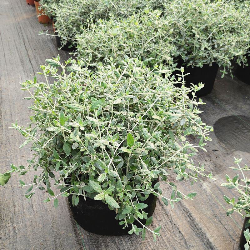 水果兰花境植物四季常青银色盆栽耐寒耐热耐修剪室内庭院