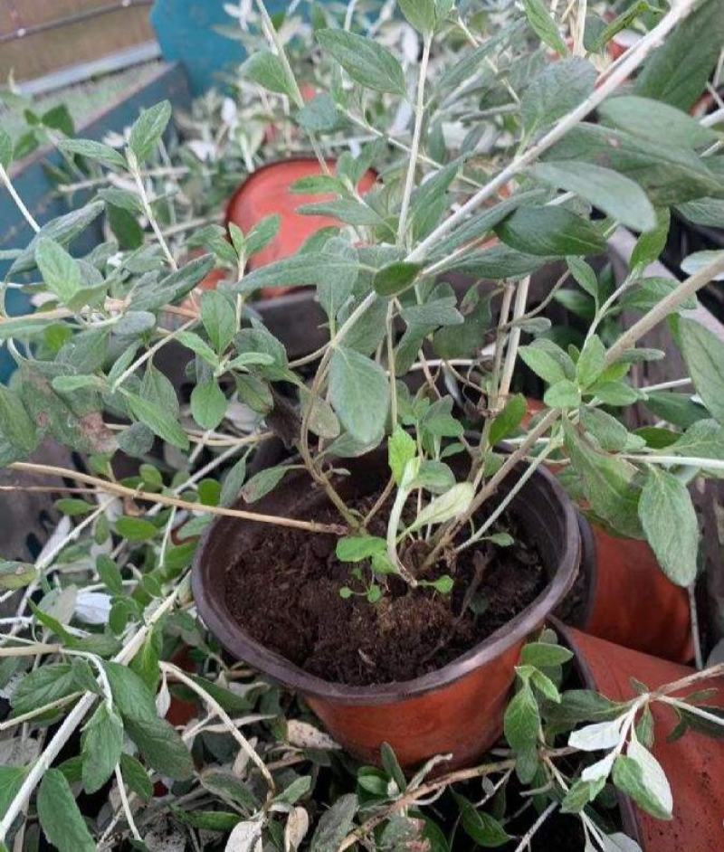 水果兰花境植物四季常青银色盆栽耐寒耐热耐修剪室内庭院