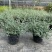 水果兰花境植物四季常青银色盆栽耐寒耐热耐修剪室内庭院