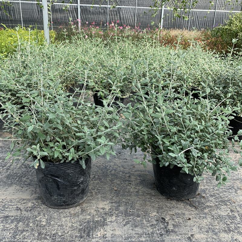 水果兰花境植物四季常青银色盆栽耐寒耐热耐修剪室内庭院