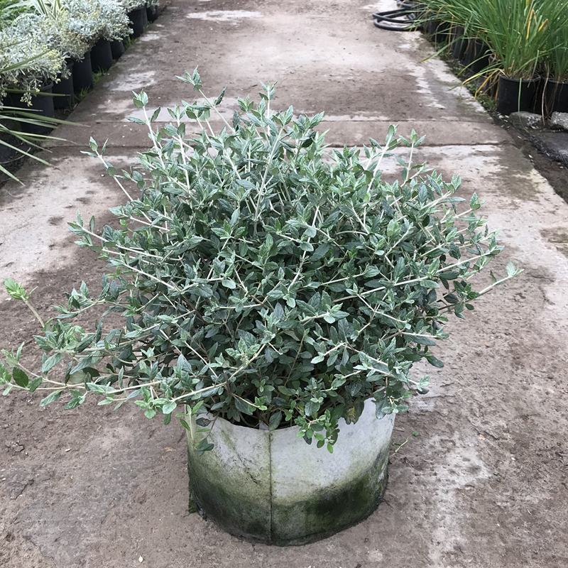 水果兰花境植物四季常青银色盆栽耐寒耐热耐修剪室内庭院