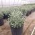 水果兰花境植物四季常青银色盆栽耐寒耐热耐修剪室内庭院
