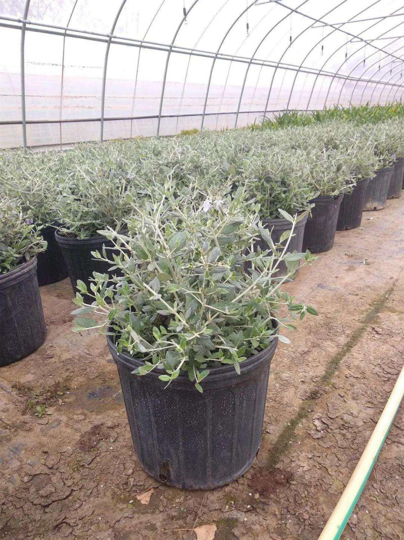 水果兰花境植物四季常青银色盆栽耐寒耐热耐修剪室内庭院