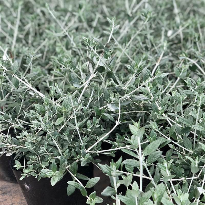 水果兰花境植物四季常青银色盆栽耐寒耐热耐修剪室内庭院