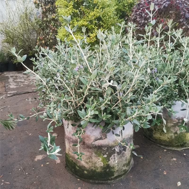 水果兰花境植物四季常青银色盆栽耐寒耐热耐修剪室内庭院