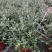 水果兰花境植物四季常青银色盆栽耐寒耐热耐修剪室内庭院