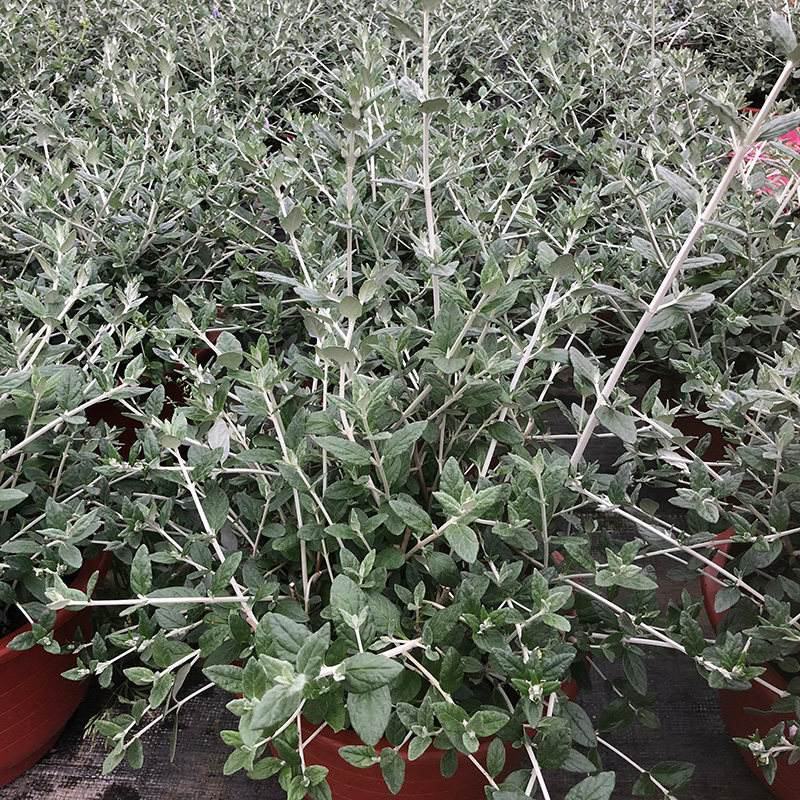 水果兰花境植物四季常青银色盆栽耐寒耐热耐修剪室内庭院