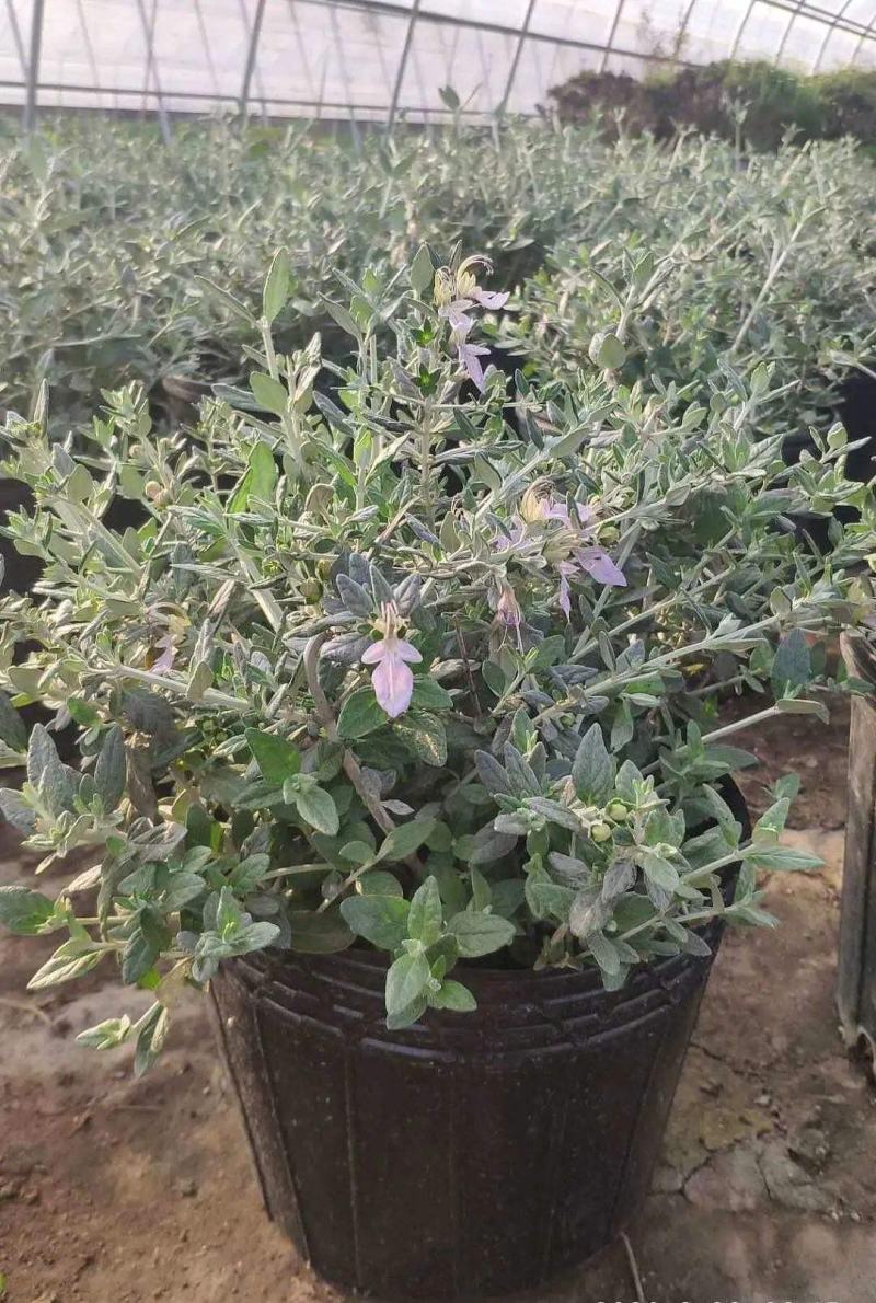 水果兰花境植物四季常青银色盆栽耐寒耐热耐修剪室内庭院