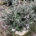 水果兰花境植物四季常青银色盆栽耐寒耐热耐修剪室内庭院