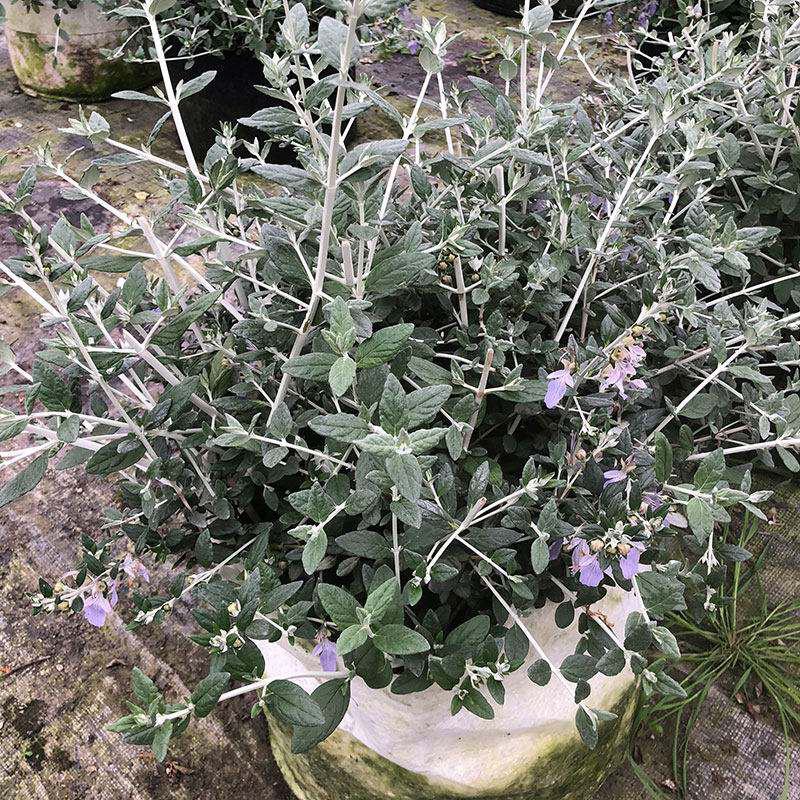 水果兰花境植物四季常青银色盆栽耐寒耐热耐修剪室内庭院