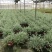 水果兰花境植物四季常青银色盆栽耐寒耐热耐修剪室内庭院