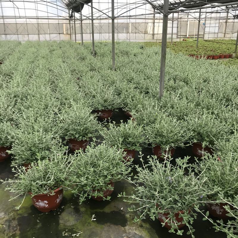 水果兰花境植物四季常青银色盆栽耐寒耐热耐修剪室内庭院