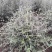 水果兰花境植物四季常青银色盆栽耐寒耐热耐修剪室内庭院