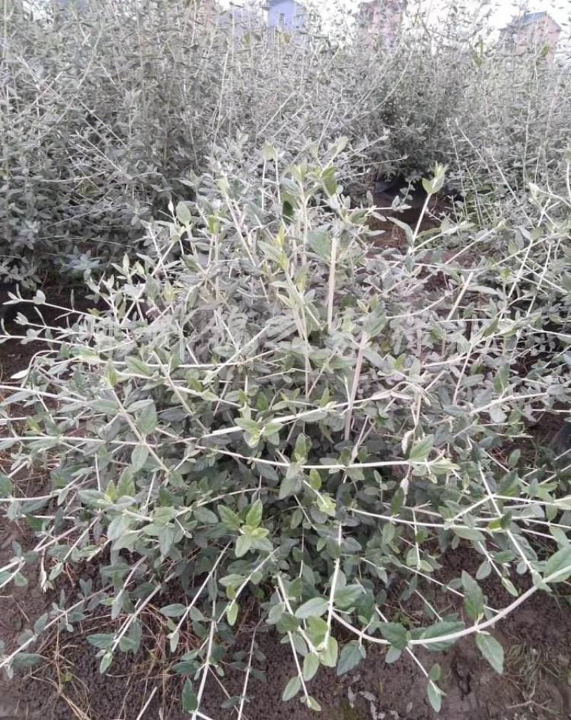 水果兰花境植物四季常青银色盆栽耐寒耐热耐修剪室内庭院