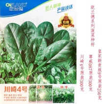 欧兰德川崎4号新贵族9号抗病菠菜种子黑圆叶直立红根菠菜种