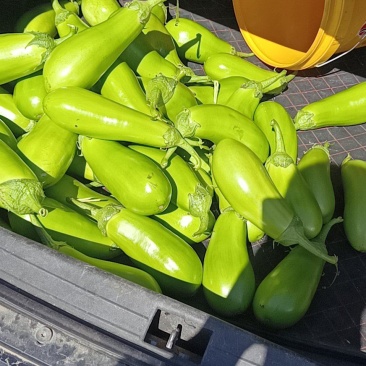 辽10青茄，长期供应，外地可代发