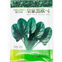 皇家黑欧-4黑油亮圆叶菠菜种子耐寒抗病直立红根菠菜种原装