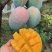 攀枝花凯特芒果
