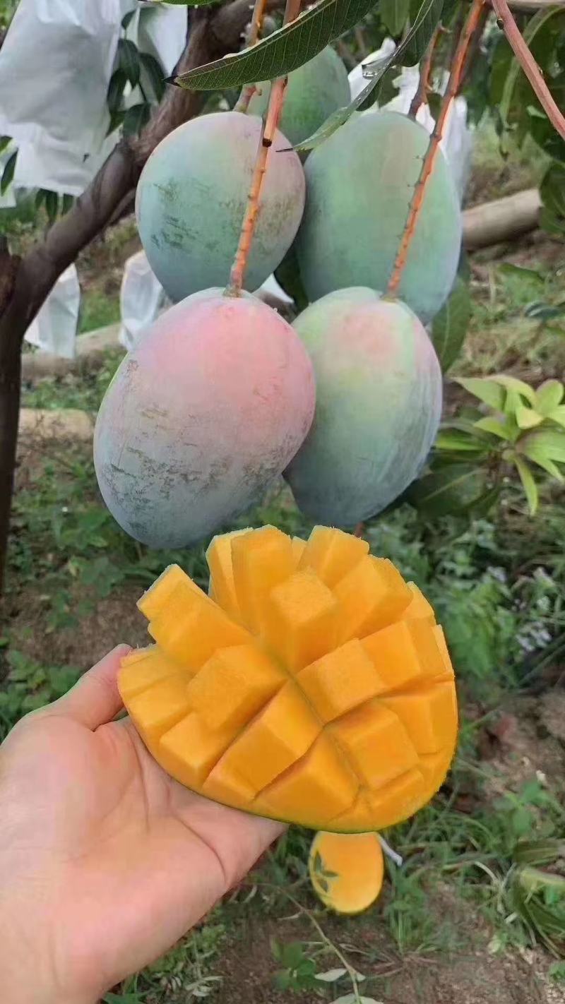 攀枝花凯特芒果