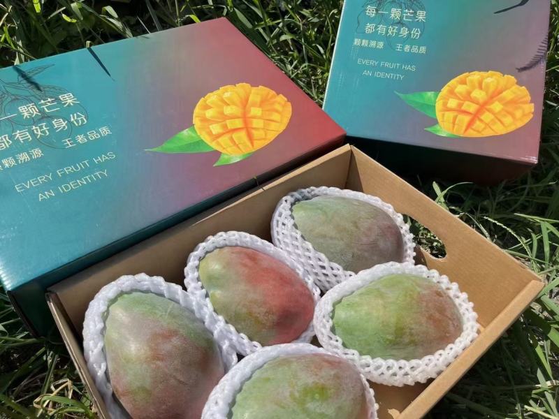 攀枝花凯特芒果