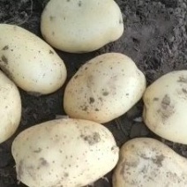 吉林东北土豆大量上市，有v7，希森六，沃土五号，实验一