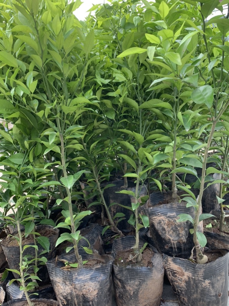 【店主推荐】明日见树苗黄美人苗营养杯苗大小规格齐全