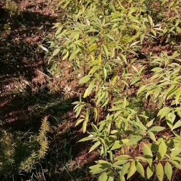 山苍籽树苗出售