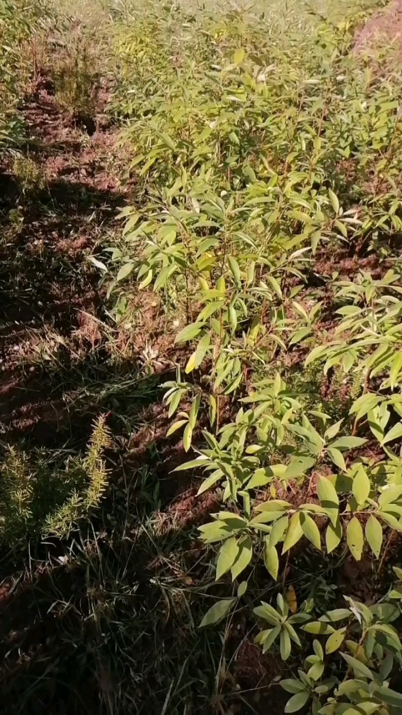 山苍籽树苗出售