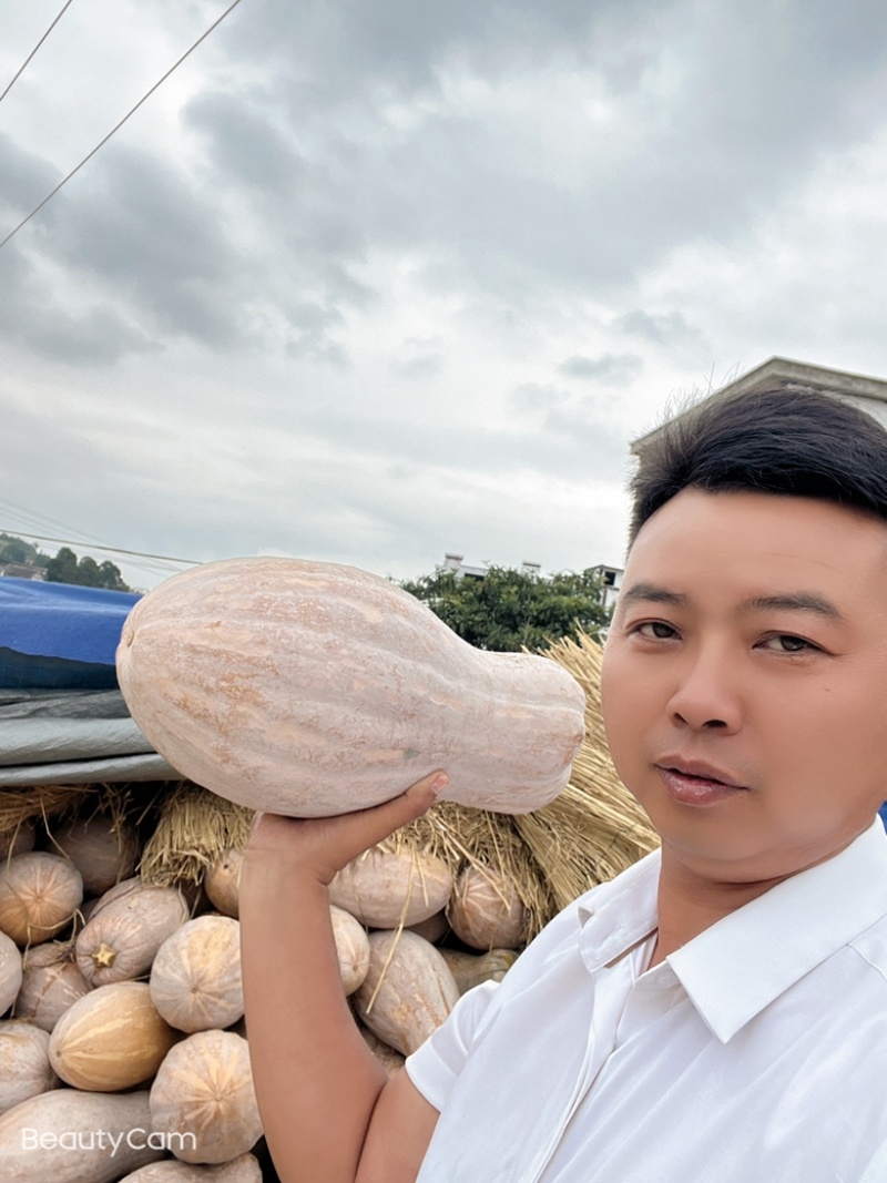 贵州黔西蜜本南瓜