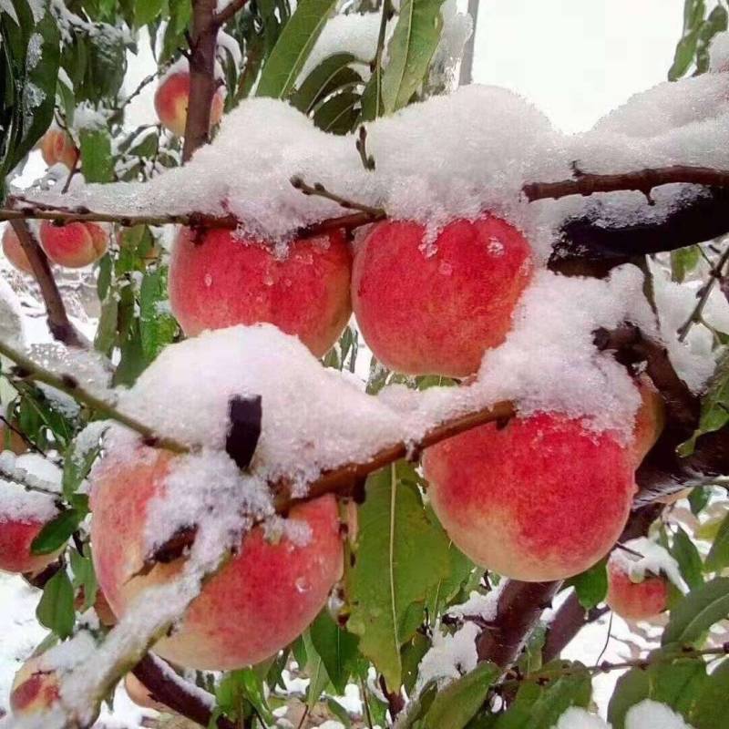 冬桃苗秋雪红自家承种基地现在大量上市，品种齐全，基地现发
