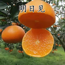 【推荐】精选柑橘苗明日见柑橘苗明日见苗果冻橙苗