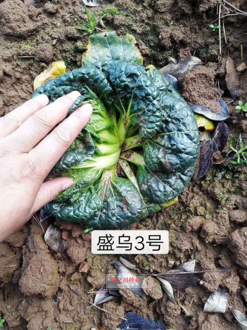 黑心乌种子泡泡菜乌塌菜种子塌地菜秋冬耐寒黑叶菜种子