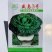 黑心乌种子泡泡菜乌塌菜种子塌地菜秋冬耐寒黑叶菜种子