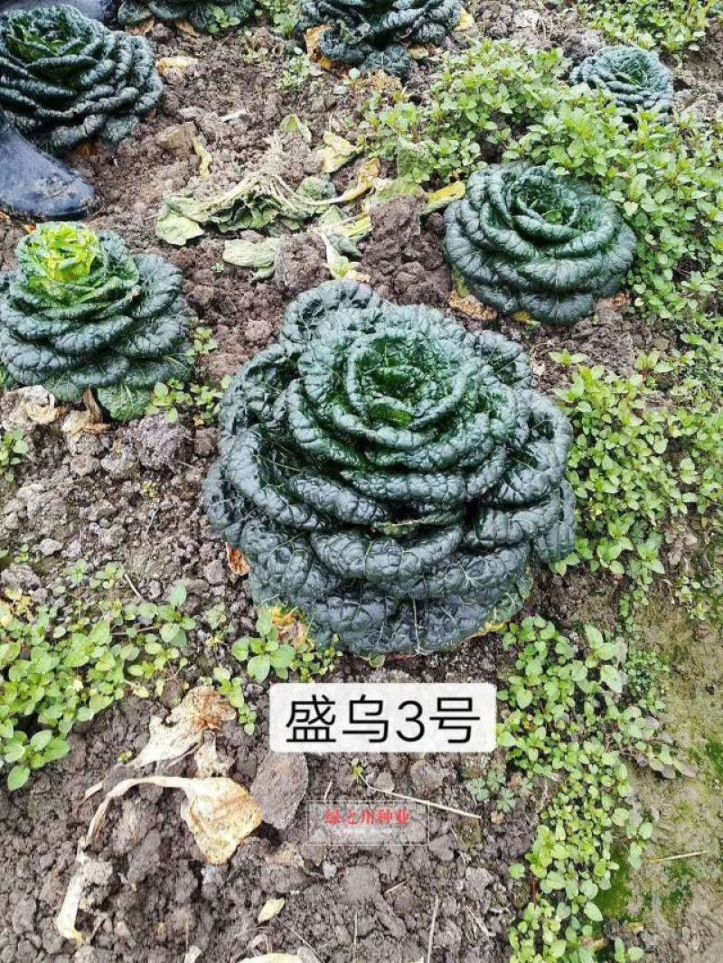 黑心乌种子泡泡菜乌塌菜种子塌地菜秋冬耐寒黑叶菜种子
