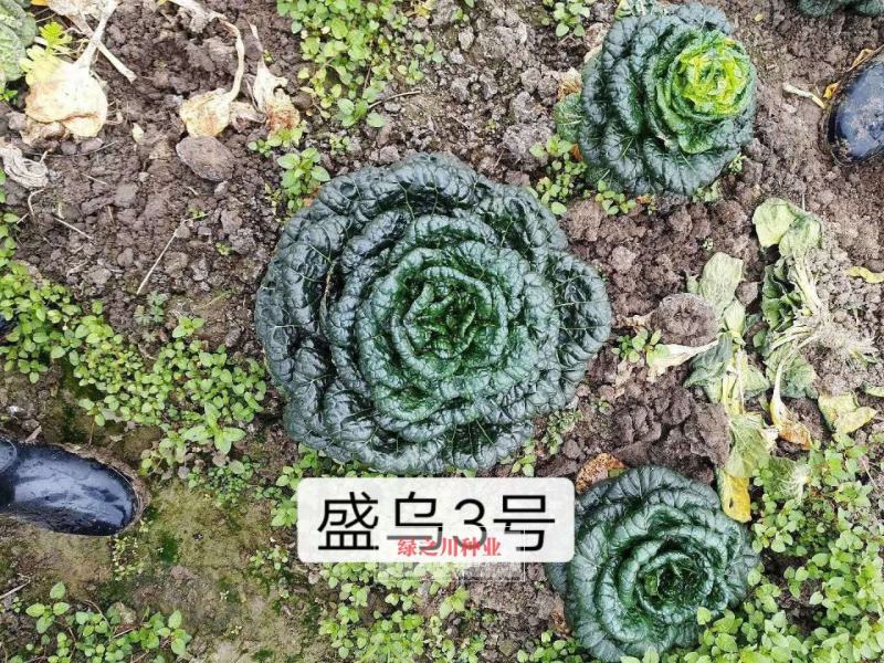 黑心乌种子泡泡菜乌塌菜种子塌地菜秋冬耐寒黑叶菜种子