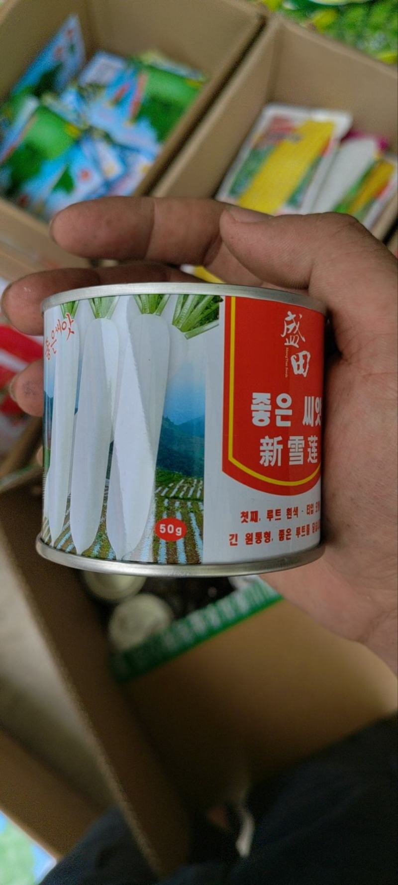 白玉春萝卜种不易康心薄皮韩国萝卜种子厚皮长白萝卜种子