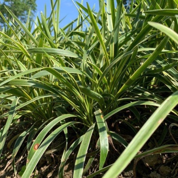 耐寒植物金边麦冬草批发开紫花庭院花园卧室园林地被兰草植物