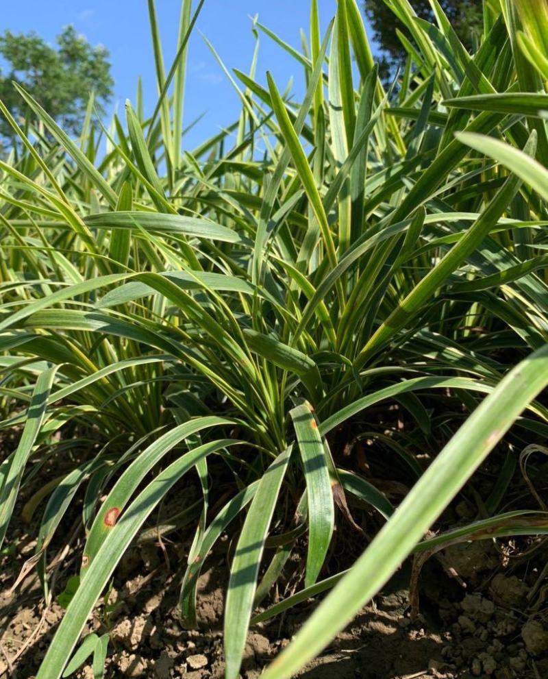 耐寒植物金边麦冬草批发开紫花庭院花园卧室园林地被兰草植物
