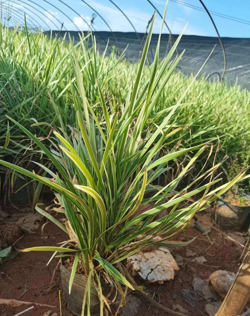 耐寒植物金边麦冬草批发开紫花庭院花园卧室园林地被兰草植物