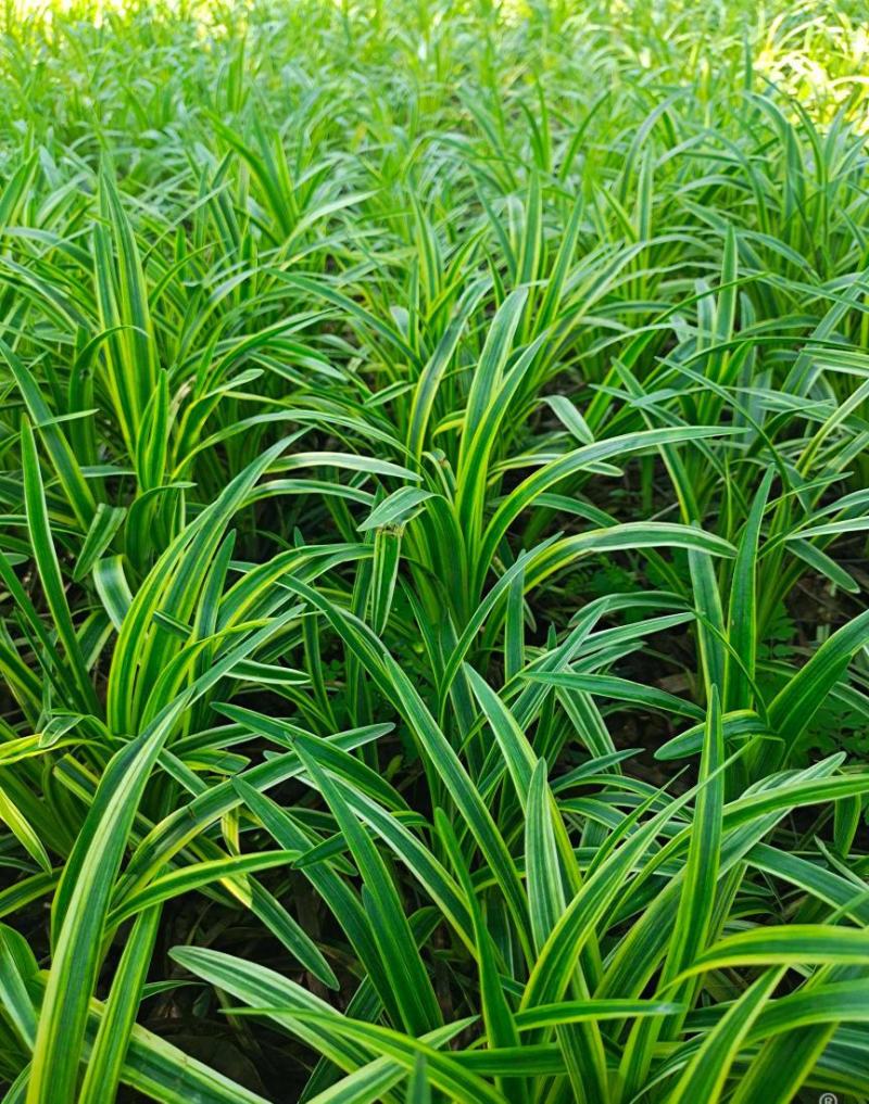 耐寒植物金边麦冬草批发开紫花庭院花园卧室园林地被兰草植物