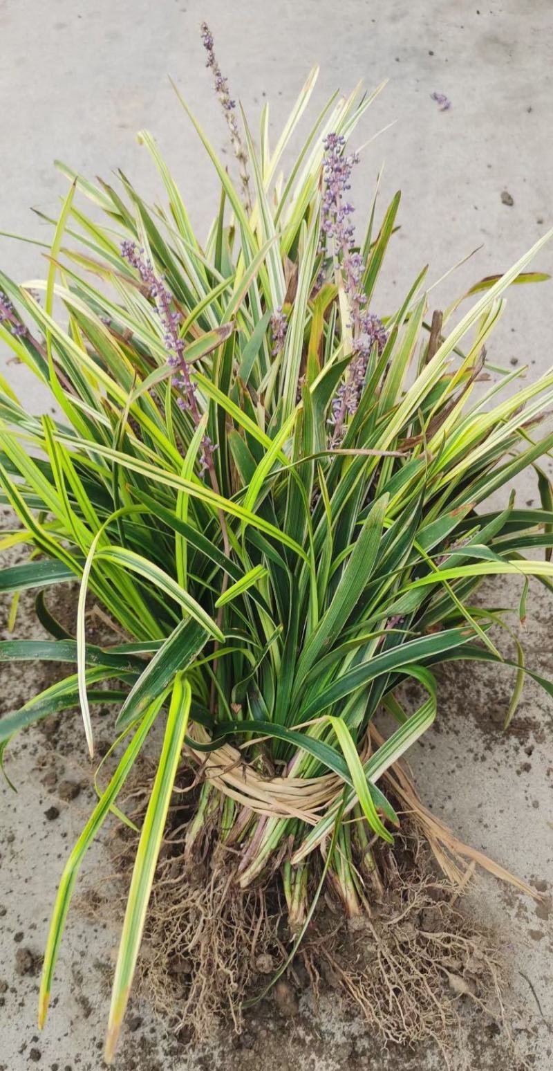 耐寒植物金边麦冬草批发开紫花庭院花园卧室园林地被兰草植物