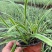 耐寒植物金边麦冬草批发开紫花庭院花园卧室园林地被兰草植物