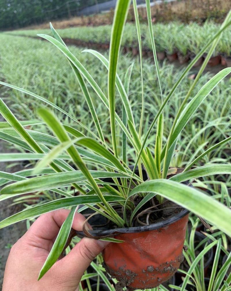 耐寒植物金边麦冬草批发开紫花庭院花园卧室园林地被兰草植物